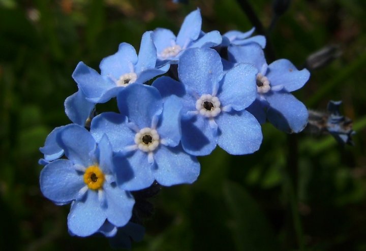 Alpen-Vergissmeinnicht Myosotis alpestris02paint.jpg