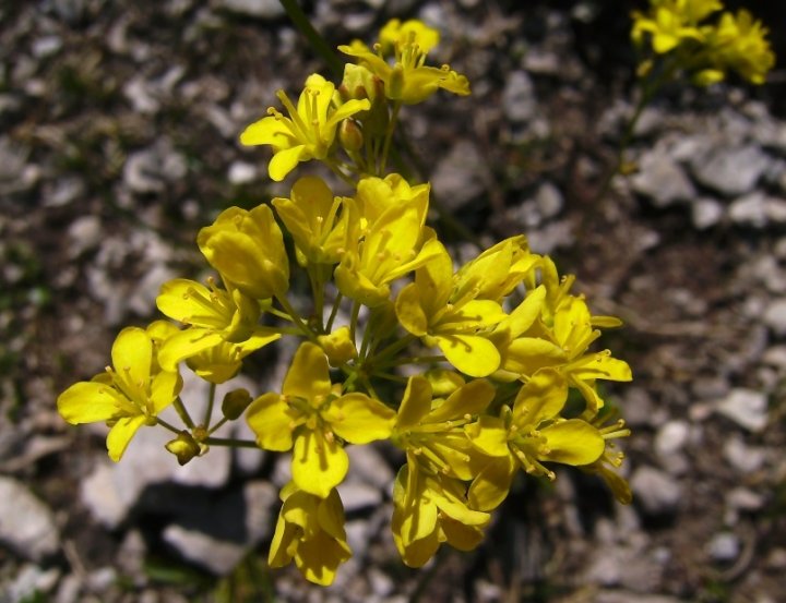 Immergruenes Hungerbluemchen Draba aizoidespaint.jpg