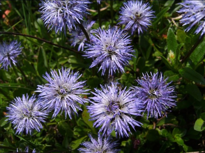 Herzblaettrige Kugelblume Globularia cordifolia01paint.jpg