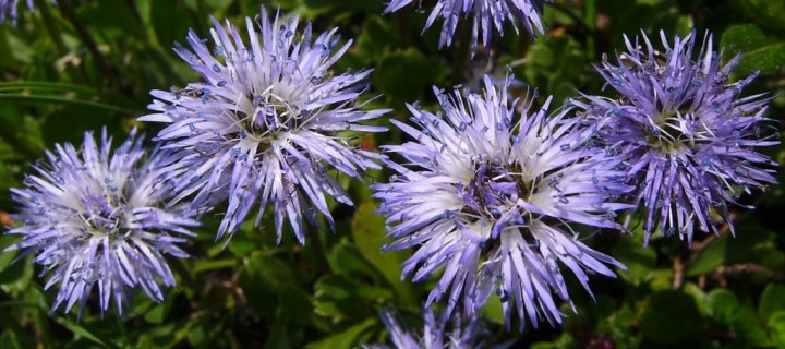 Herzblaettrige Kugelblume Globularia cordifolia02paint.jpg