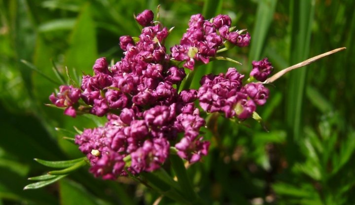 Alpen-Mutterwurz Ligusticum mutellinapaint.jpg