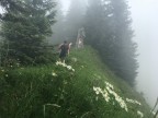 Tälispitze, Kuhspitze, Hüttenkopf, Hochgerach