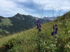 Elsspitze, Bärenköpfle und Breithorn