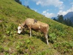 Wannenberg, Hintere Üntschenspitze, Üntscheller, Güntlespitze, Hochstarzel, Unspitze