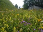 Kellaspitze und Guggernülli